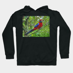 Crimson Rosella at Lamington Hoodie